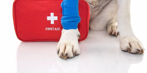 Pet CPR and First Aid Basics Class