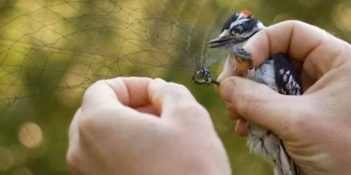 Bird Banding Demonstration with Gahagan Nature Preserve