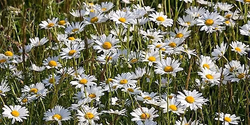 Queer Nature Walk: Ancient Floralia Festival and Flowers