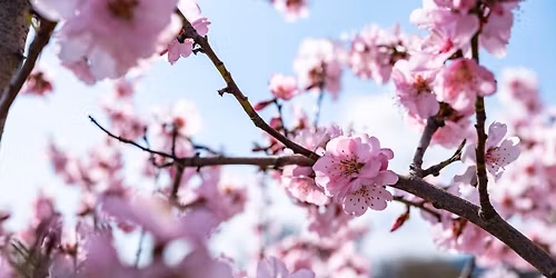Mandelbl\u00fctenfahrt mit dem Schoppenb\u00e4hnel Pfeffer-Express