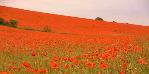 Baubles and Bubbles at the Bay
