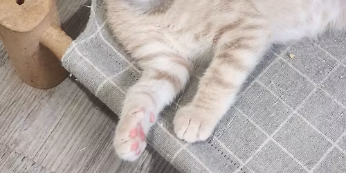 Meowy and Bright Cat-turday