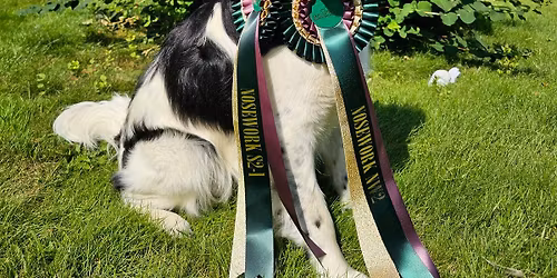 Himmelsprett-konkurranser 2026