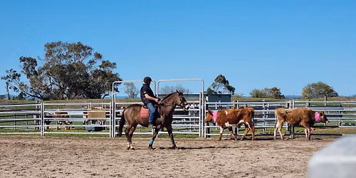 Cattle Training with Barry Owens