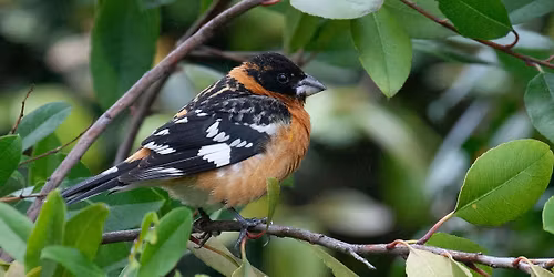  First Sunday of the Month Family Friendly Bird Walks at the California Botanic Garden