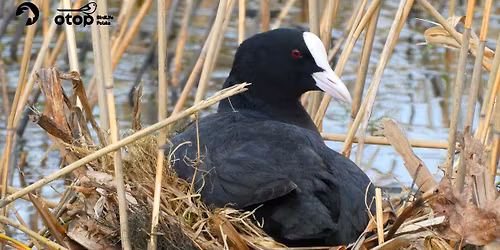 Zimuj\u0105ce chru\u015bciele \/ spotkanie z cyklu Ptasie Spacery