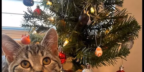 3rd Annual Kitten Christmas