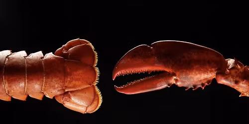 \ud83e\udd9e HAVETS BORD \u2013 EN EKSKLUSIV START P\u00c5 JULEBORDSESONGEN \u2728\ud83c\udf7e