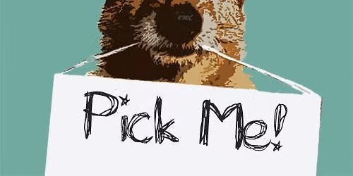 Dog Adoption