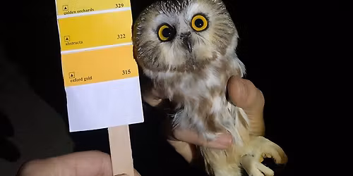 Purdue Northern Saw-whet Owl Banding Station Education Night