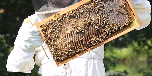 2026 Honey Show + Progress, problems, and new horizons in Varroa control, with Dr. Lewis Bartlett