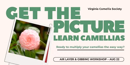 Camellia Education: Air Layer Harvest & Gibbing Workshop