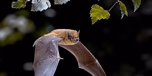 Youth Pathways: Bat Walk & Biodiversity Surveying