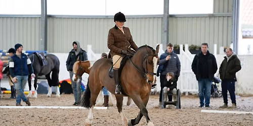 #6 inhand and ridden by havana shows- final points 