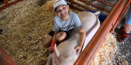 Mason 4-H Livestock Shows
