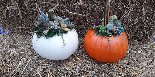 Succulent Pumpkin Workshop