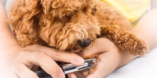 Nail Trims\ud83d\udc31\ud83d\udc3e\ud83d\udc36