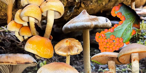 44th Annual Fall Mushroom Show!