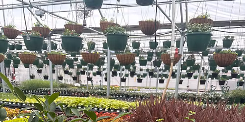 Tying Flies and Bonsai