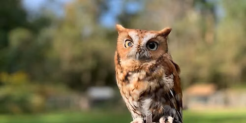 Birds of Prey with Sweetbriar Nature Sanctuary
