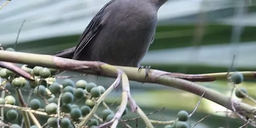 Birding Trip to Hunters Lake