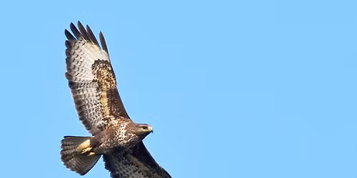 Sunday Edition Bird Survey!