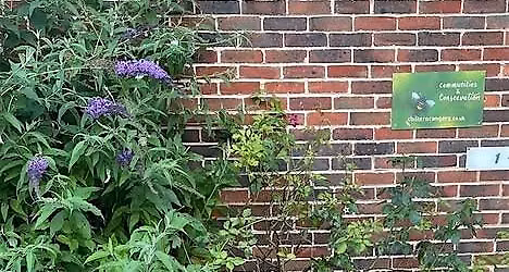Wednesday Evening Urban Wildlife at High Wycombe Almshouses