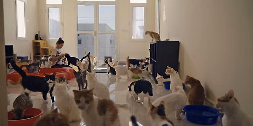 25 Cats from Qatar