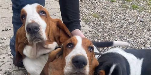 Bassethound tr\u00e6f i Nordisk Dyrepark