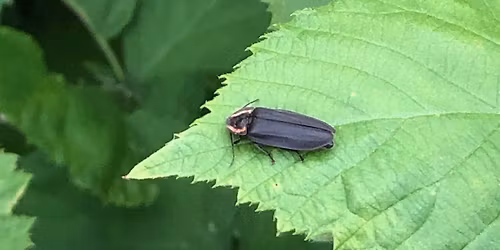 EcoExplorers Bugs Bonanza