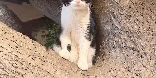 Caturday Adoption Hours and Tour our Remodeled Building!