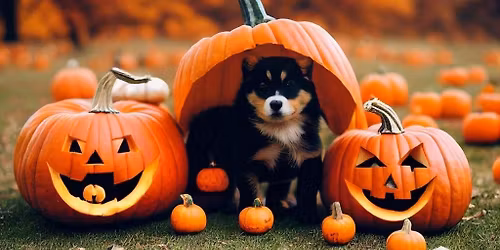 Carve and Sip for Pups!