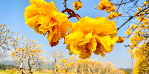 \u0e23\u0e31\u0e1a\u0e25\u0e21\u0e2b\u0e19\u0e32\u0e27\u0e1a\u0e19\u0e14\u0e2d\u0e22\u0e01\u0e31\u0e19\u0e04\u0e23\u0e31\u0e1a