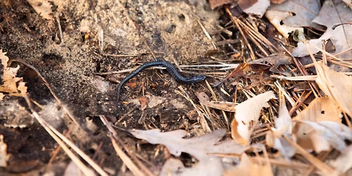 December Homeschool Day