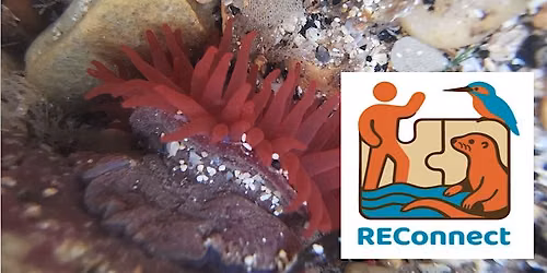 Family Friendly 'Rockpool Safari' - Scarborough