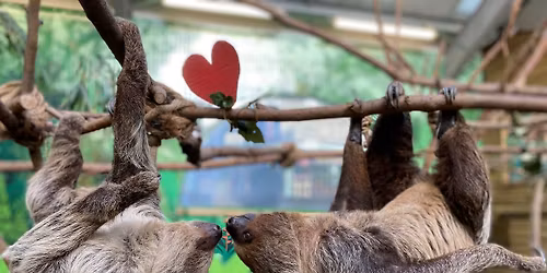 Beauty and the Beasties