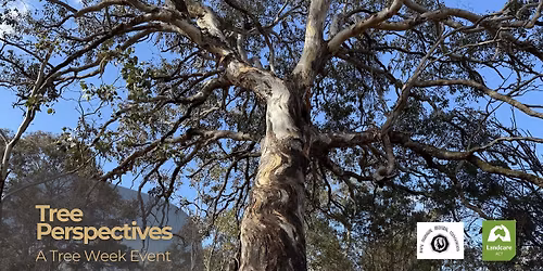 Tree Perspectives - A walk to celebrate Tree Week