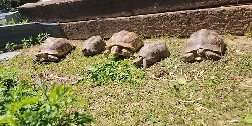 Pre-K and Elementary Playgroup