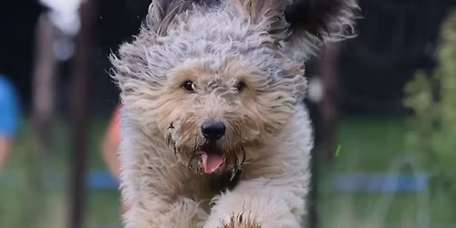 Hunderennen "Pfotenpower\u201c