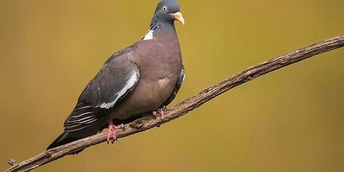 Pigeon Hole Easter Weekender!!