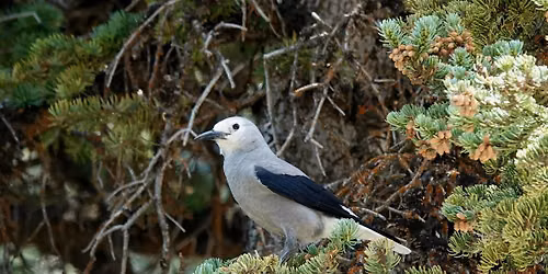 Birding at Intermountain Observatory's Lucky Peak Banding Station