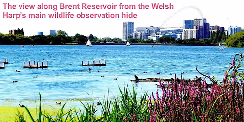 Welsh Harp Bird Walk with Phil Stevens