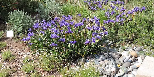 LDG Garden Talk- Bulb year round color for you summer dry garden