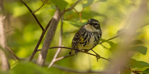 Summer Birding by Ear and Behavior