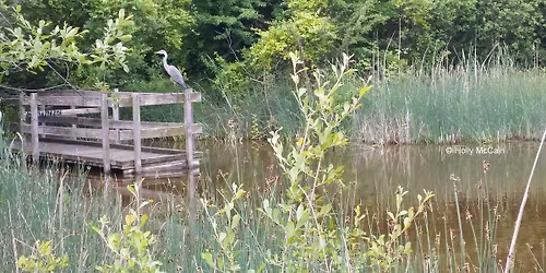 South Notts Out & About: Wilford Claypits Nature Reserve