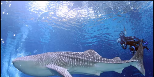 Georgia Aquarium Dive Adventure