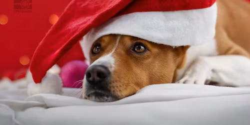 Weihnachtsshooting
