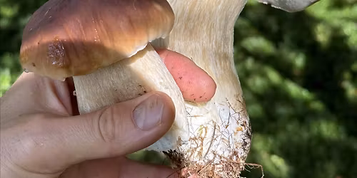Foraging Course, Sheffield