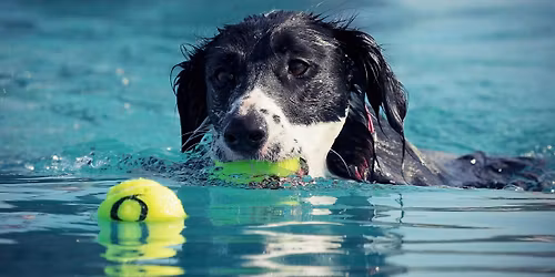 Hundeschwimmen