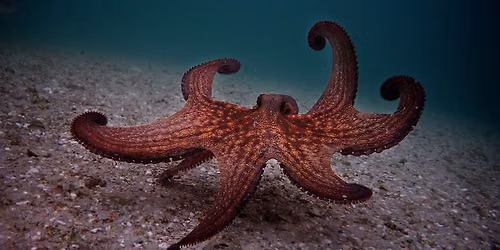 Science on Screen: My Octopus Teacher